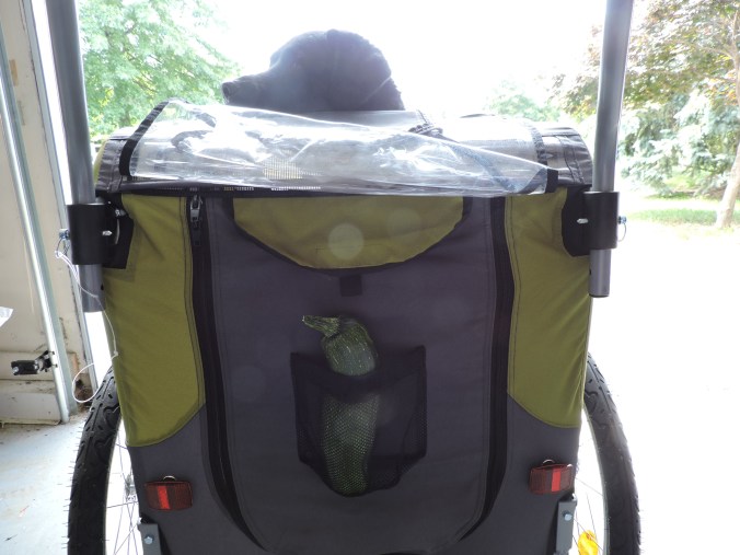 Shiloh helps me deliver some zucchini to a neighbor.